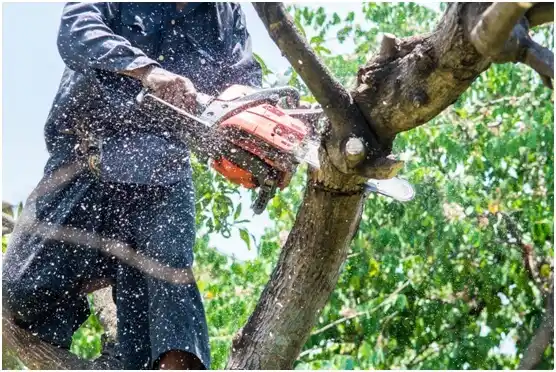 tree services Irrigon